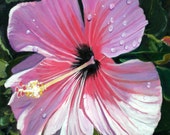 Pink Hibiscus with Rain Drops 8x10 print from Kauai Hawaii pink purple magenta Pink Hibiscus with Rain Drops 8x10 print from Kauai Hawaii pink purple magenta