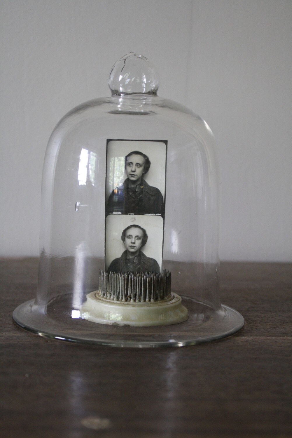 Rose in bell jar