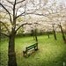 Broken and Blossoms - 4x4 Matted Metallic C-Print
