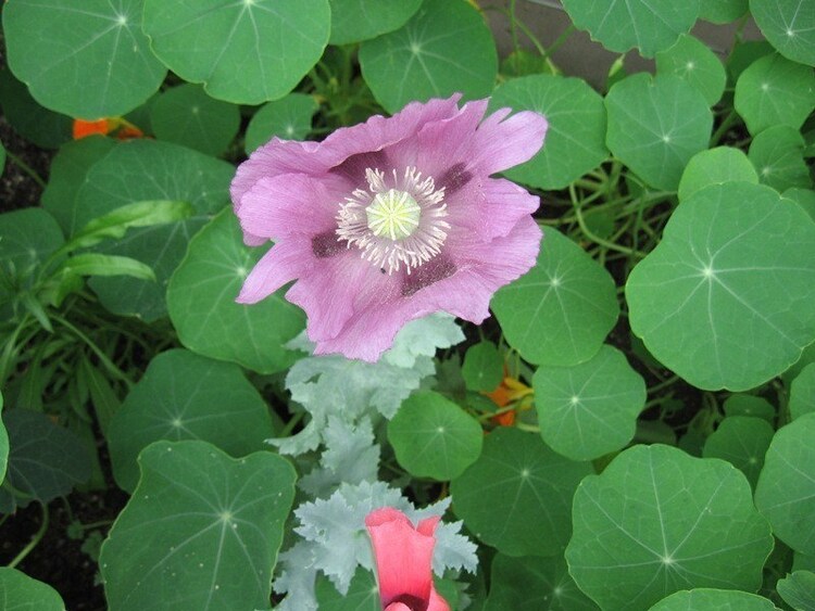 Lavender Poppy Flower Seeds by chauhouse on Etsy