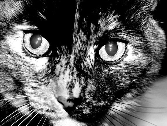 Black and White Cat Eyes Art Photograph Feline Totoise Shell