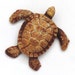 Baby Sea Turtle