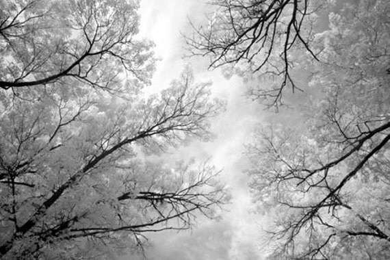 Morning Light - 8x12 Fine Art Infrared Photograph