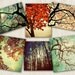 Tree Photography autumn leaves - Forest For The Trees - autumn trees splendor woodland naturalist hiking decor - set of 7 5x7 - 5x5 photos