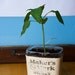 Maker's Mark Planter