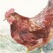 Red Hen Original 5 X 7 Watercolor Painting