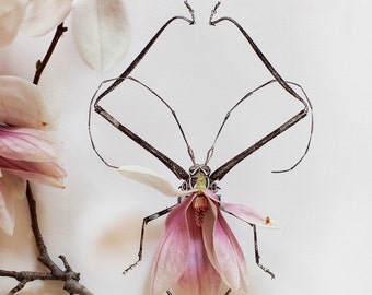 insects_no_8