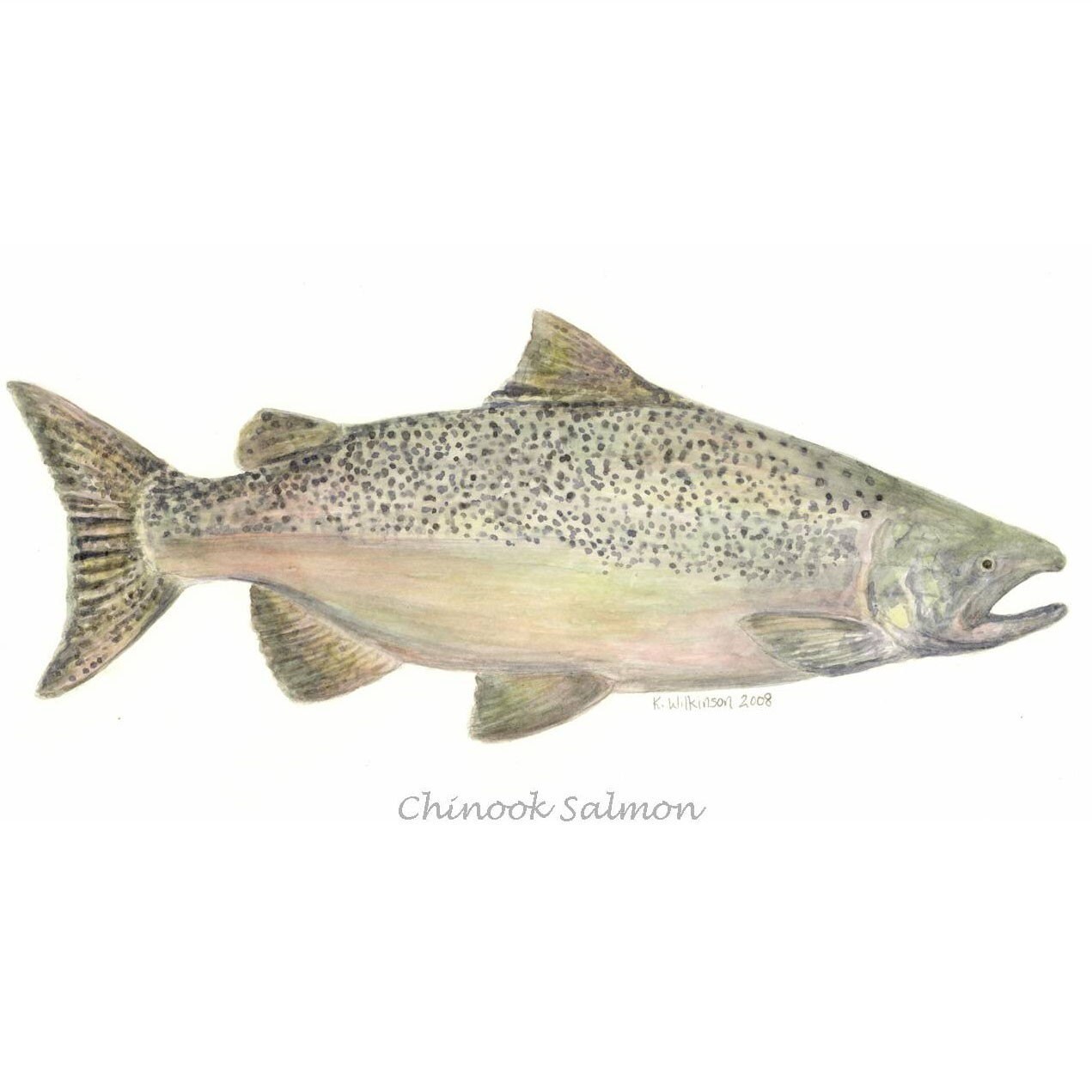 Chinook Salmon Print