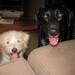dogfriend