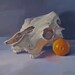 Cow Skull and Navel Orange - Oil Painting Original Art by Sarah Sedwick 12x12in