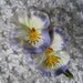 Millinery Flowers 2 Jumbo Handmade Paper Pansies Lilac And Cream