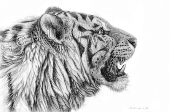 Items similar to original drawing "White Tiger Profile" signed by