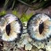 Gothic Steampunk Sterling Silver Evil Eye Earrings in Turquoise and Gold