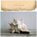 Vintage Queen Conch Shell, Beach Treasure/ Relic, Ocean Abode, Home Decor, Beach Decor