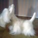 SALe - Stu the needle felted white Scottish terrier - scottie - soft dog plushie sculpture