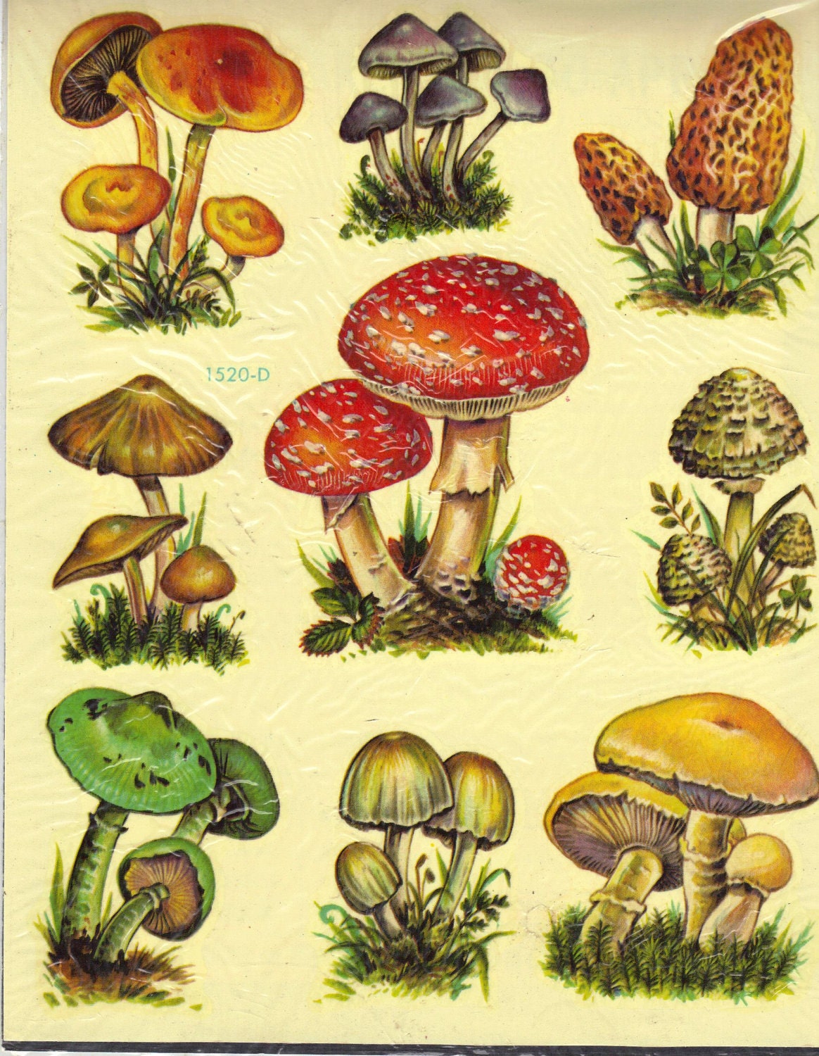 Mushroom Vintage 62