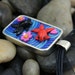 SALE 40% OFF Goldfish Pond Necklace with Pink Cherry Blossoms in Polymer Clay