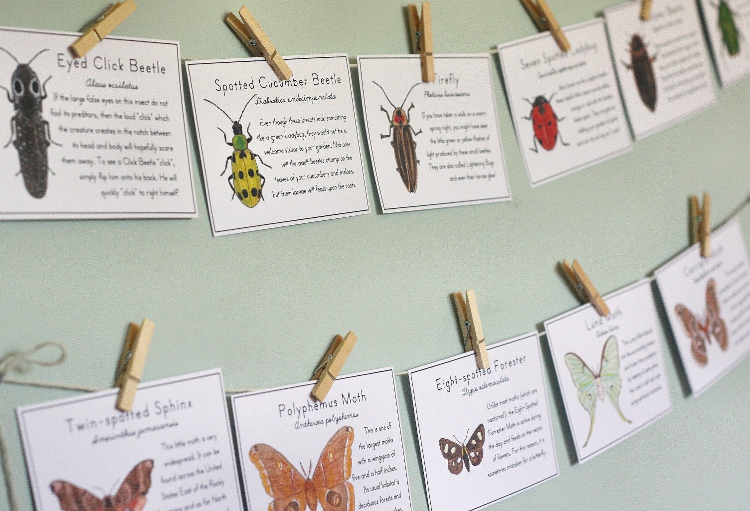 Printable PDF Nature Study Cards