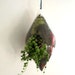 Teardrop String of Pearls Terrarium