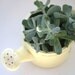 Cotyledon teretifolia Succulent in Vintage Yellow Ceramic Watering Can - Kit