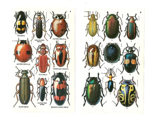 vintage insect clipart - photo #29