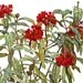 Botanical Print - Viburnum Rhytidophyllum - Shrub and Tree Studies