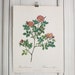 Large Vintage Pierre Redoute Book Plate - Roses