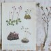 Vintage Flower Print - Saxifrage - 1959