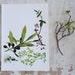 Vintage Print - Bay, Juniper - Book Plate - 1965