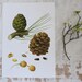 Vintage Print - Pine Cone - Book Plate - 1965