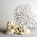 Vintage Coral Pieces - Instant Collection