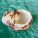 Carved Tagua Nut Box - Medium Size - OlyTeam