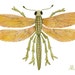 Giant Damselfly No. 3 original watercolor painting