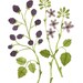 Blackberry III original watercolor painting