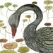 Black Swan and Water Lily Bog contemporary watercolor painting