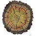 Log No. 60 original watercolor painting