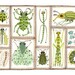 Beetles Weevils Flies No. 15 original watercolor painting