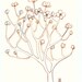 Dogwood Tree - drawing