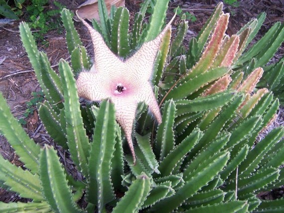 Star Flower Cactus Plant cutting