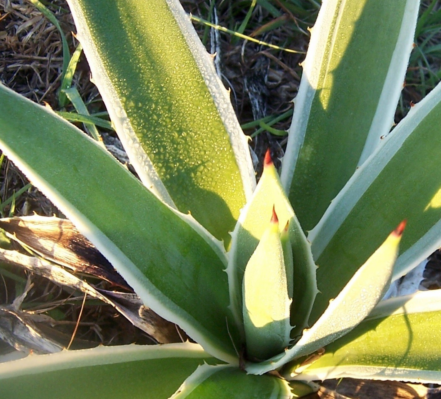 Agave Baby Plant with Roots