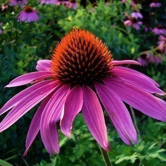 purple coneflower perennial purple coneflower perennial