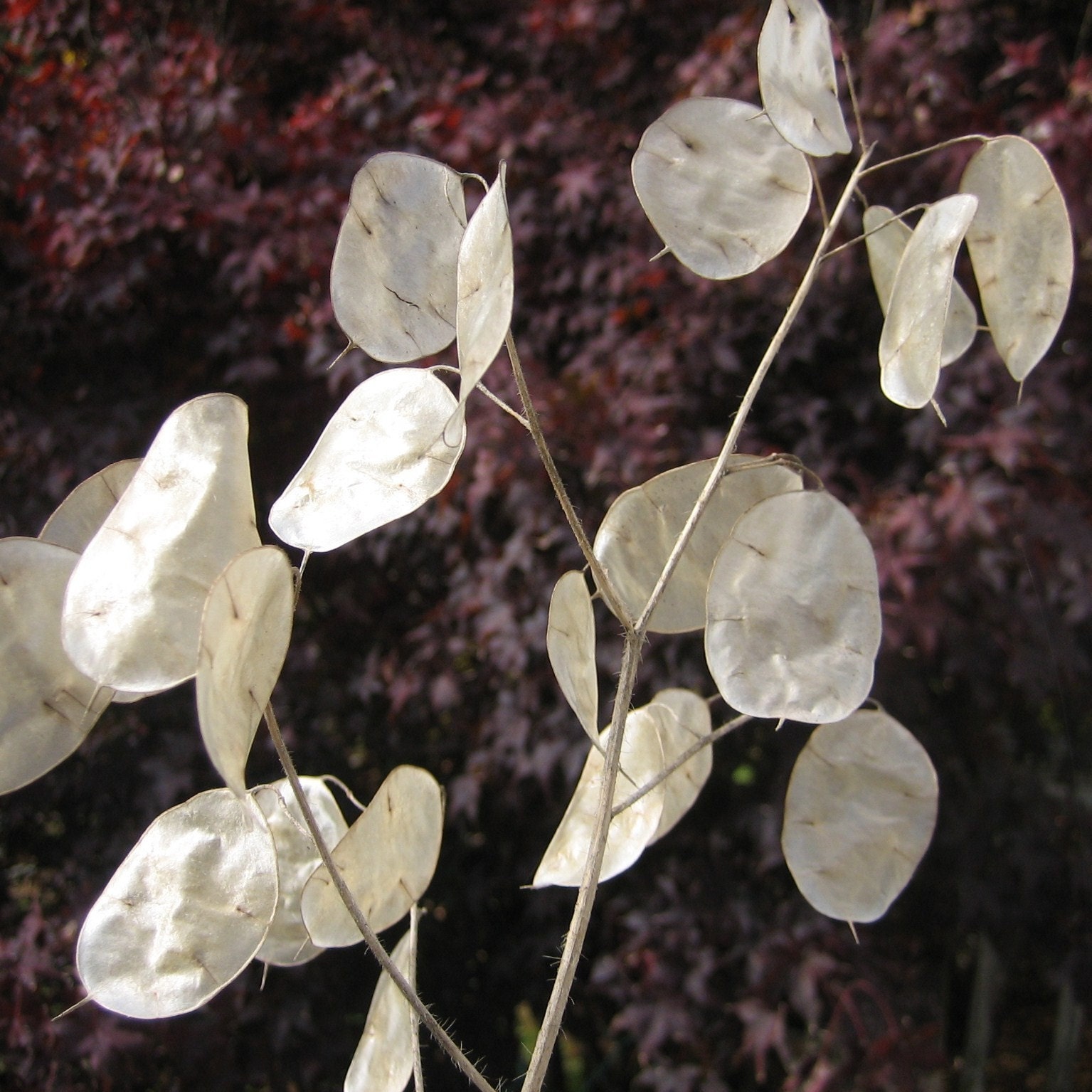 3 Money Plant Ornamental Silver Dollar Lunaria plants