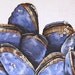 Seashell Textured Painting - Mussels II - Original Mixed Media String Work - Blue