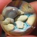 Coral Implosion Double Sided Marble