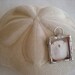 Sand dollar memory charm