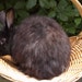 Seal Satin Angora rabbit fiber 'Ebony' .5 ounce, spin felt blend