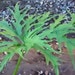 Philodendron Warszewiczii rare and gorgeous 6 inch potted plant