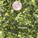 1 oz Vintage Tumbled Small Peridot Gemstone Chips Undrilled No Hole Crushed Peridot Stones Mosaics Inlay Wiccan Healing