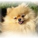 luvpoms