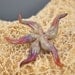RESERVED for BDJ- Starfish Ocean Sealife Handmade Lampwork Collectable Glass Pendant Bead Sculpture